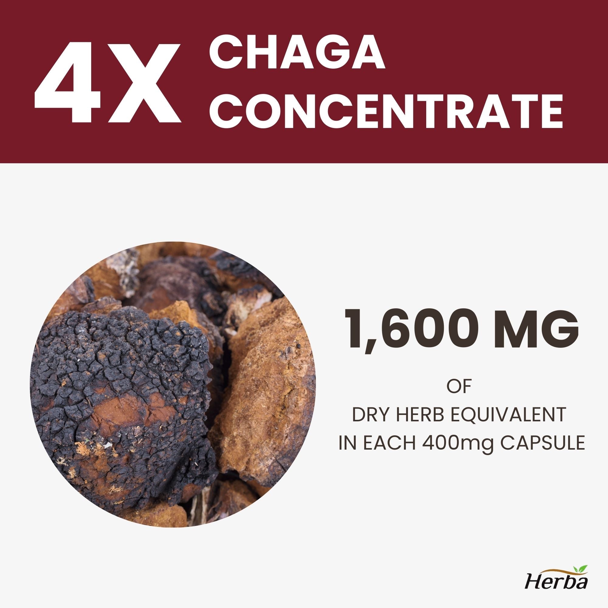 차가 버섯 1600mg 120식물성캡슐 4배 농축 차가 베타글루칸