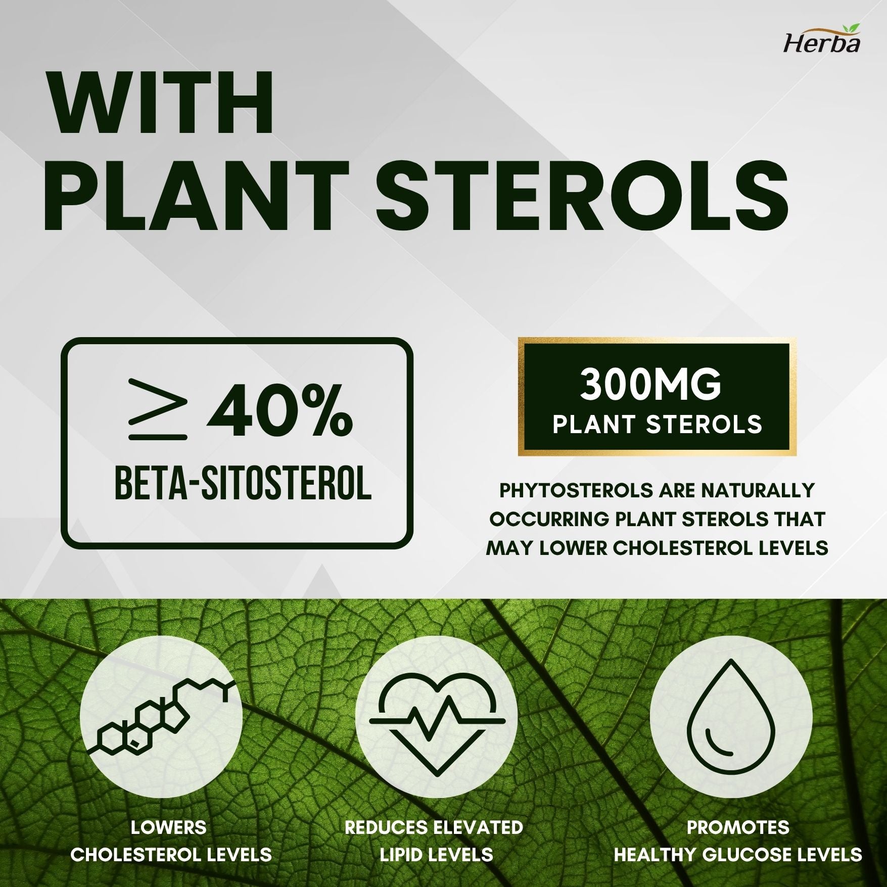 콜레스테롤 케어 120캡슐