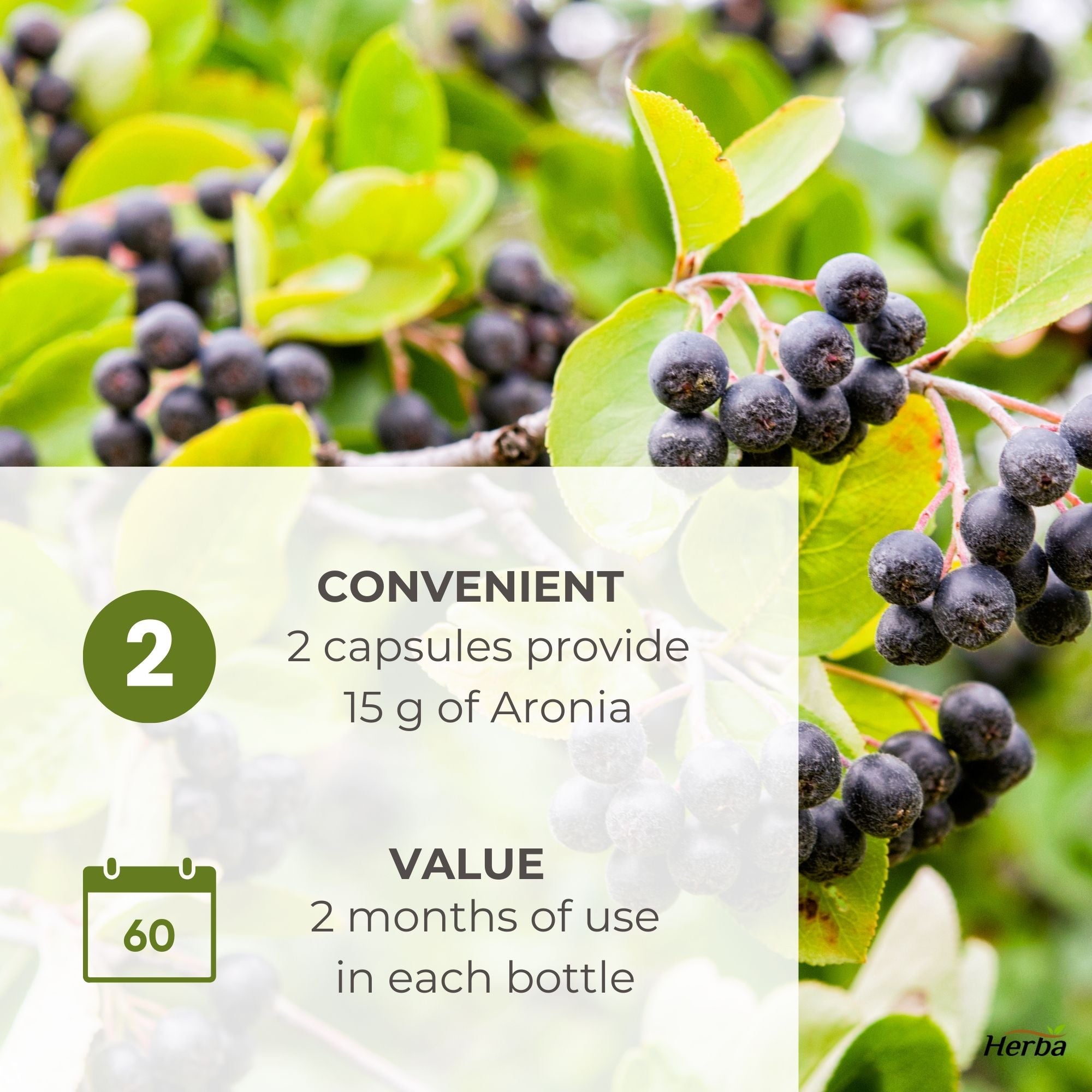 30배 농축 아로니아 7500mg 120식물성캡슐 안토시아닌 풍부