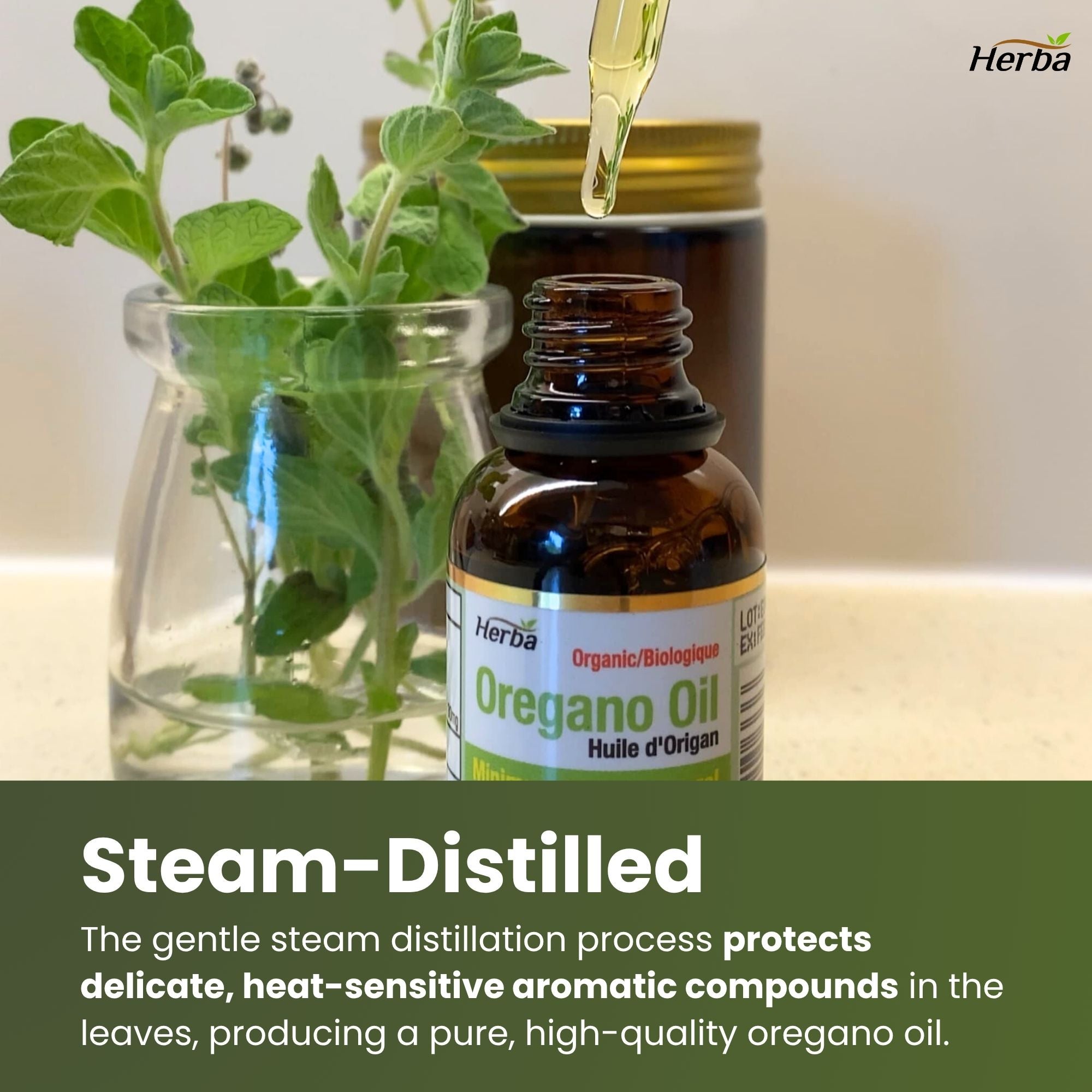 유기농 오레가노 오일 30ml 카바크롤 80%이상 함유