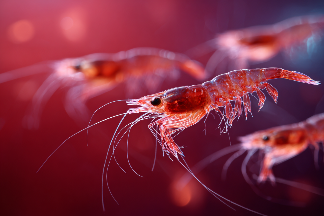 Ethyl Vanillin vs Vanilla Extract in Krill Oil for Dogs: Understanding the Safety Difference