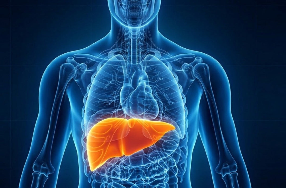 What Is TUDCA? Benefits, Sources & Side Effects Explained