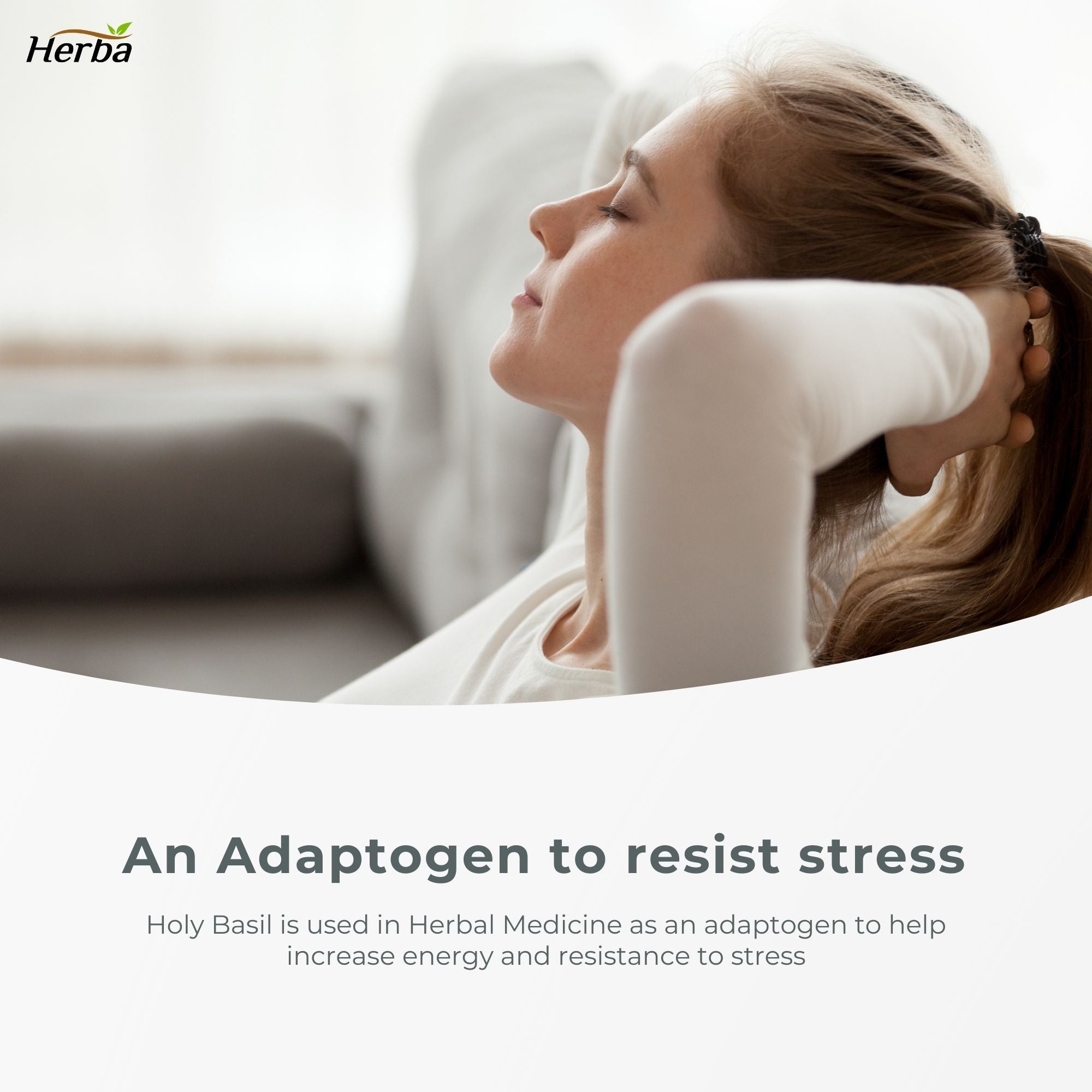 허바 유기농 홀리 바질 캡슐 – 350mg | 120 식물성 캡슐 | 3,500mg 10배 농축 홀리바질잎 추출물