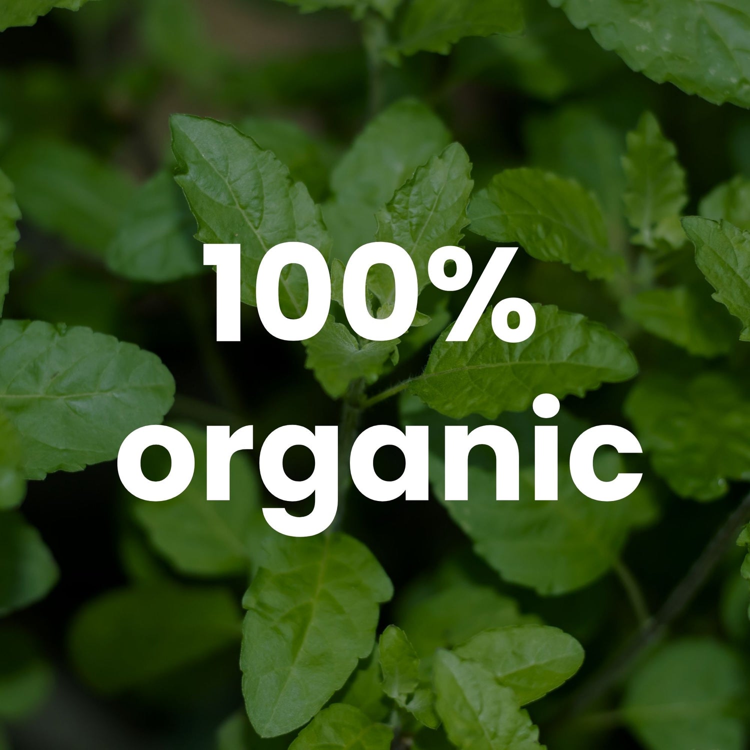 허바 유기농 홀리 바질 캡슐 – 350mg | 120 식물성 캡슐 | 3,500mg 10배 농축 홀리바질잎 추출물