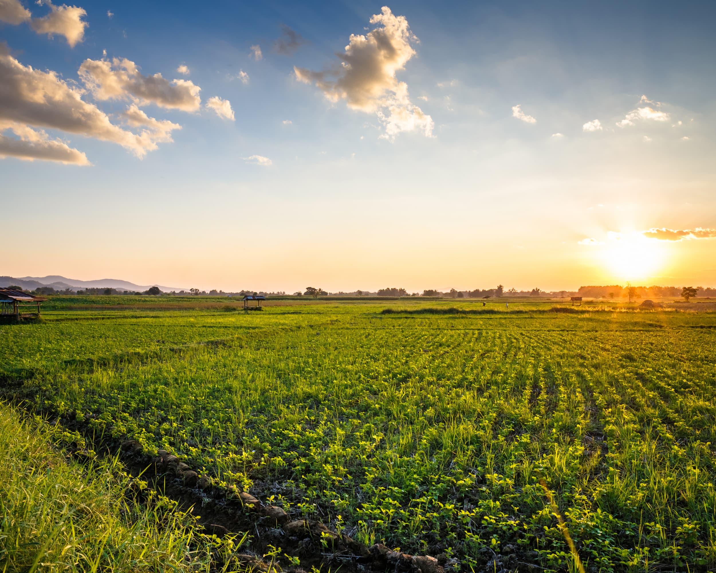 <p>We source ingredients globally, knowing that region and climate directly affect potency. Every raw ingredient is lab-tested before production to ensure we meet and exceed stringent quality standards.</p>