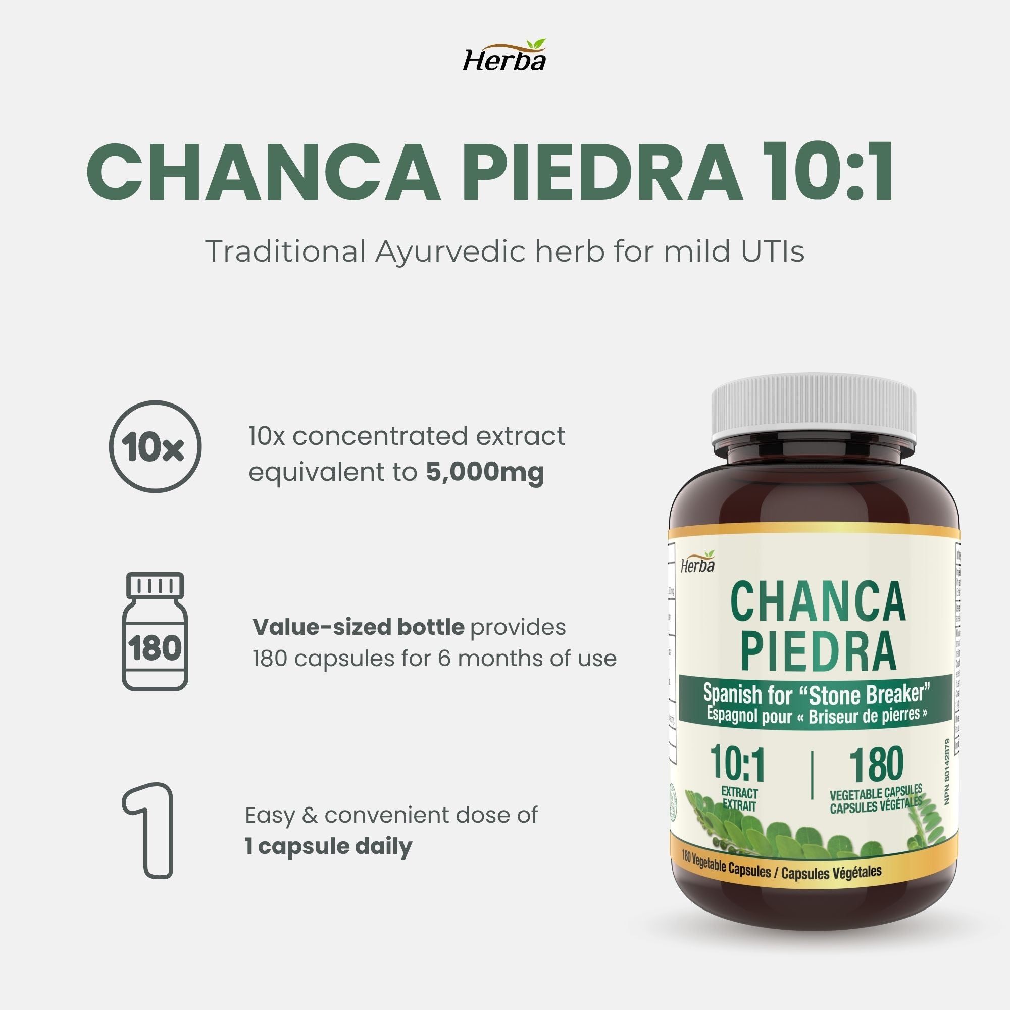 Chanca Piedra Extract - 180 Capsules | 5,000mg Equivalent | 10:1 Extract from 500mg | Made in Canada