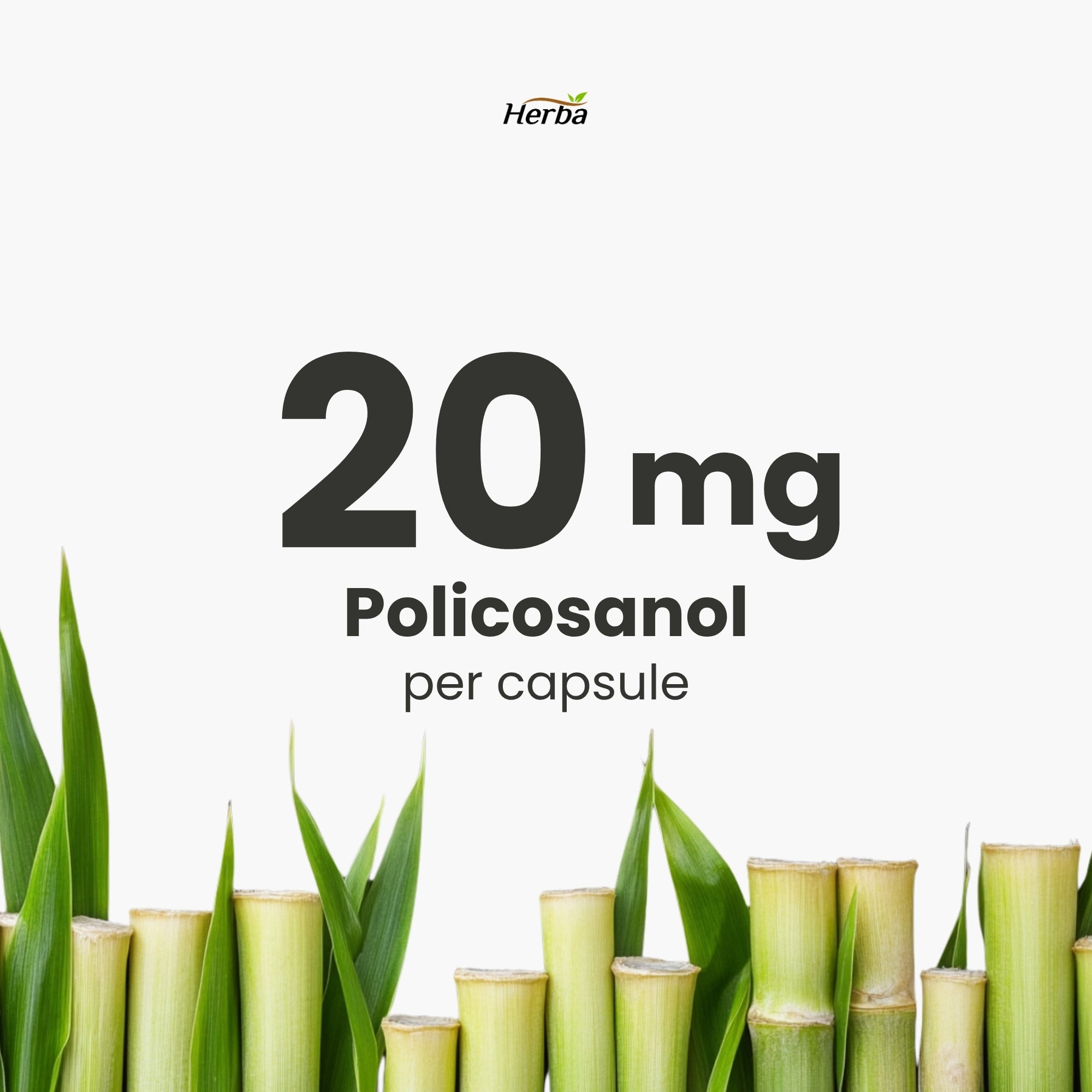 쿠바산 슈퍼 폴리코사놀 20mg 120식물성캡슐