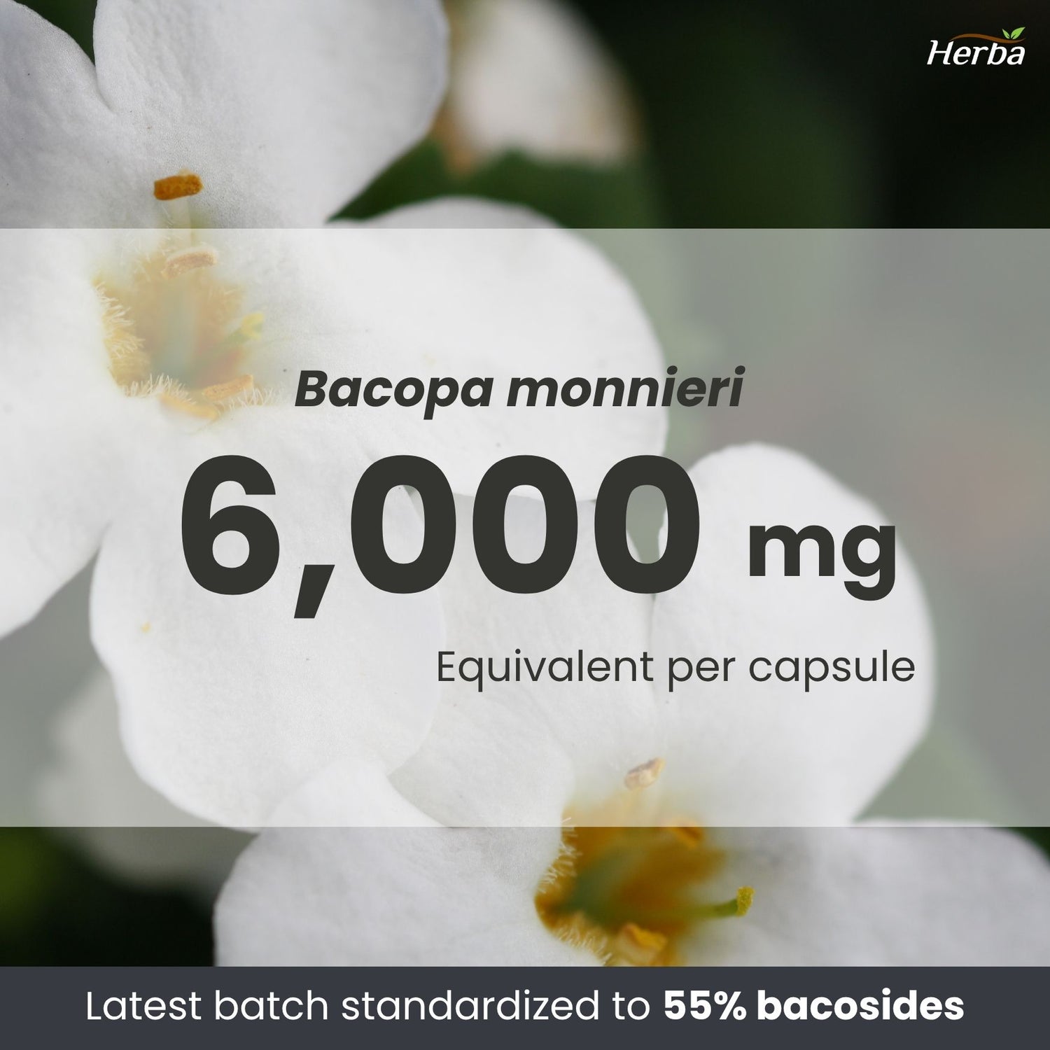 Bacopa Monnieri Supplement – 120 Capsules | 300mg, 20:1 Extract - 6,000mg Equivalent | Made in Canada