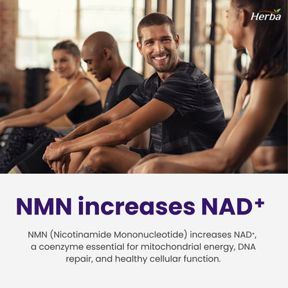 NMN 500mg 30베지캡슐 + 레스베라트롤 100mg 추가 함유